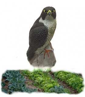 SPORT PLAST DECOY PEREGRINE FALCON