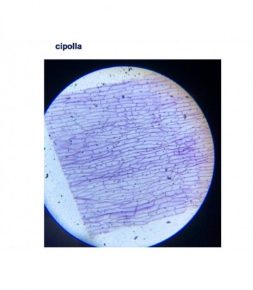 Microscopio kit Levenhuk digitale Rainbow D50L PLUS 64-1280x