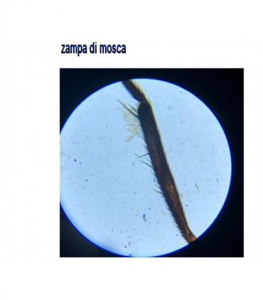 Microscopio kit Levenhuk digitale Rainbow D50L PLUS 64-1280x